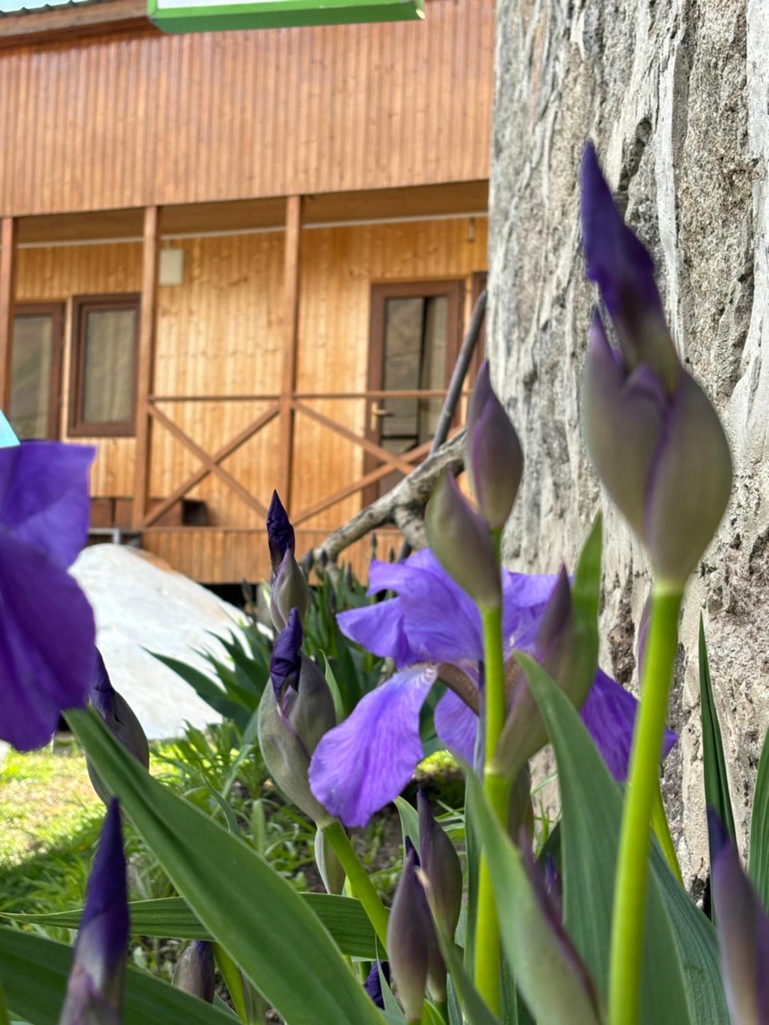 Family Hostel Nika كازباجي المظهر الخارجي الصورة